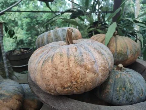 Fresh Organic Pumpkins in Rustic Setting Stock Photos