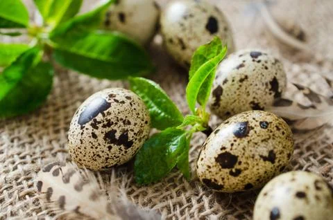 Fresh Organic Quail Eggs and Spring Foliage. Stock Photos