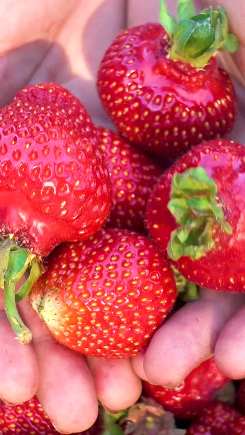 Fresh organic strawberries, vertical, vertical video. Stockbeeldmateriaal 336489057