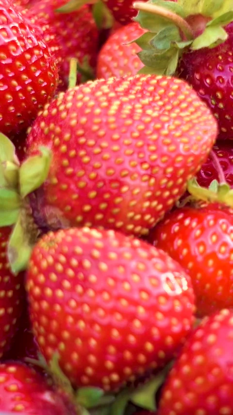Fresh organic strawberries, vertical, vertical video. Stock Footage 336489074