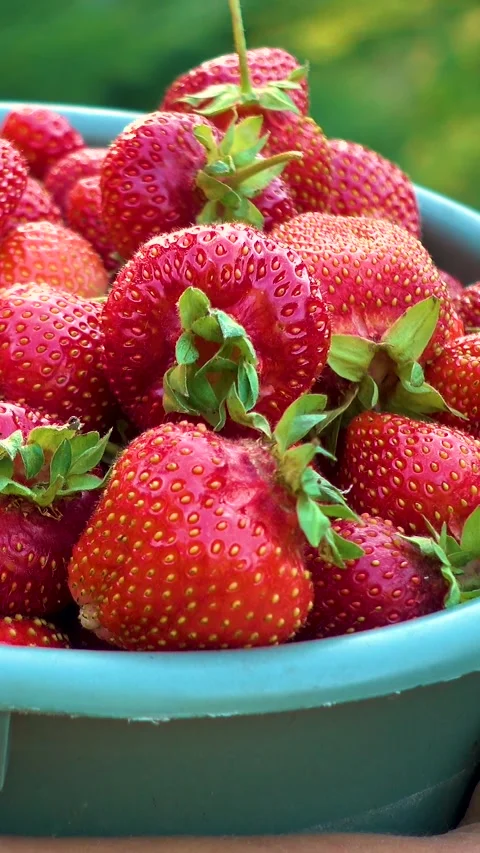 Fresh organic strawberries, vertical, vertical video. Stockbeeldmateriaal 336489083