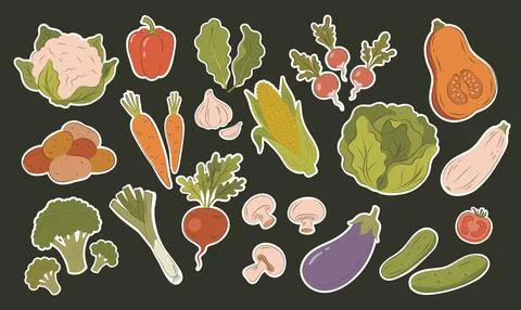 Fresh organic vegetables sticker set with white border in hand drawn line a.. Stock Illustration