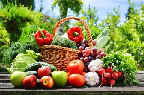 Fresh organic vegetables in wicker basket in the garden. Stock Photos