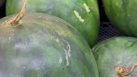 Fresh organic watermelons on display Stockbeeldmateriaal 339532302