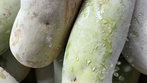Fresh organic winter melon with water drop slow motion Stock Footage 139044672
