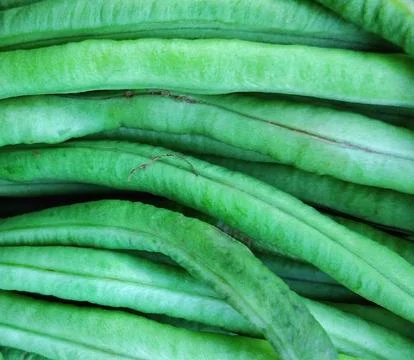 Fresh organic yardlong beans texture background, close-up shot Stock Photos