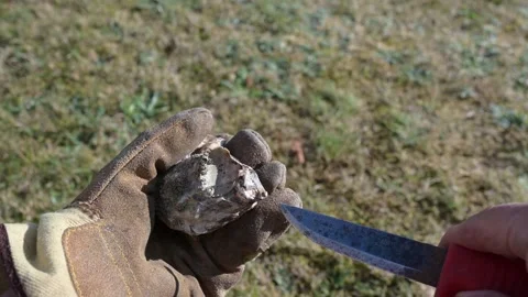 A fresh oyster in a gloved hand is opened by a knife Video stock 213202915