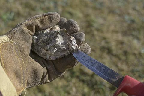 A fresh oyster in a gloved hand is opened by a knife Stock Photos