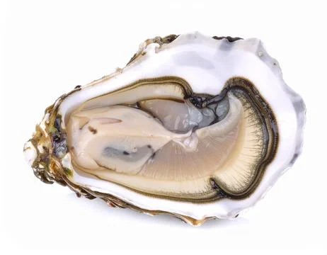 Fresh Oyster with Shell Isolated on White Background for Seafood Object and.. Stock Photos