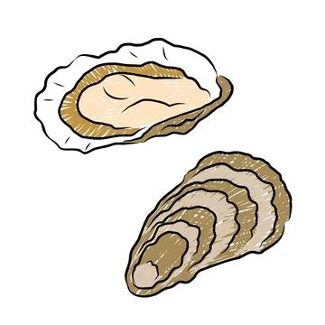 Fresh oyster shells set open and closed vector illustration Stock Illustration