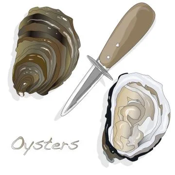 Fresh oyster on white background Stock Illustration