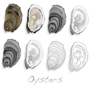Fresh oyster on white background Stock Illustration