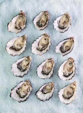 Fresh oysters Stock Photos