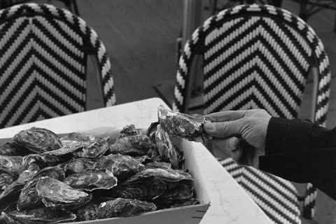 Fresh oysters on a table Stock Photos
