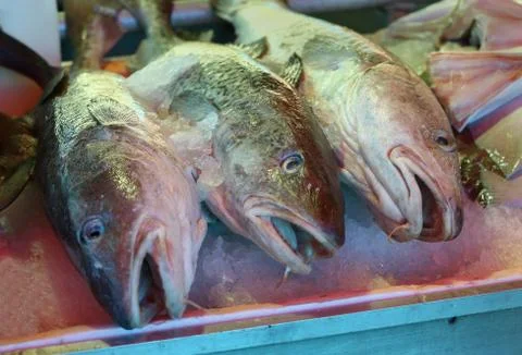 Fresh Pacific Cod on Ice Stock Photos