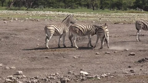 Fresh pair engage: mutual nips at necks — Part 34 Stock Footage 320845935