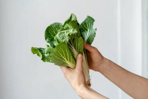 Fresh pak choi cabbage in hands of woman on white background. Raw food vegetable Stock Photos
