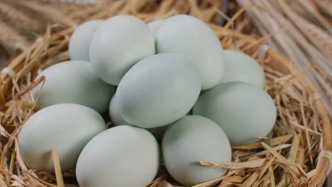 Fresh Pale Blue Eggs Resting in Rustic Straw Basket with Wheat 動画素材 336548642