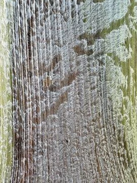 Fresh Palm Tree Bark Macro with Fine Fibers and Natural Texture 스톡 사진