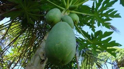 Fresh Papaya Fruit Cluster on Tree in Tropical Orchard with Green Leaves Stock Photos