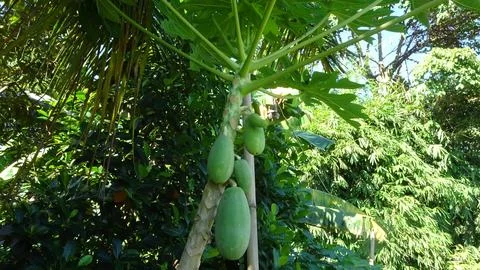 Fresh Papaya Fruit Cluster on Tree in Tropical Orchard with Green Leaves Stock Photos