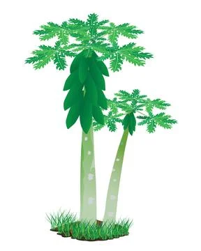 Fresh papaya tree vector design Stock Illustration