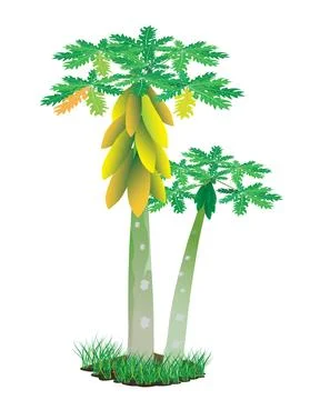 Fresh papaya tree vector design Stock Illustration