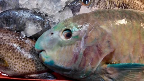 Fresh Parrotfish Displayed on Ice at Phuket Seafood Market Thailand 4K Stock Footage 338004081