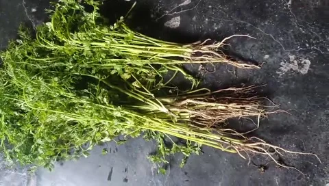 Fresh parsley bunch on dark marble surface Stock Footage 331661548