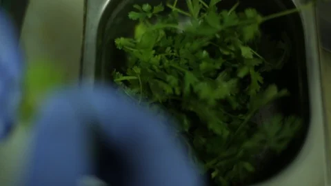 Fresh Parsley Video stock 94466501
