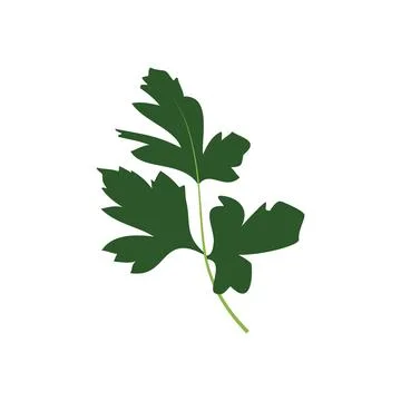 Fresh parsley herb flat vector icon on white background. Illustrazione stock