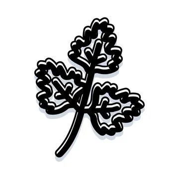 Fresh parsley herb leaf vector line art illustration 스톡 일러스트