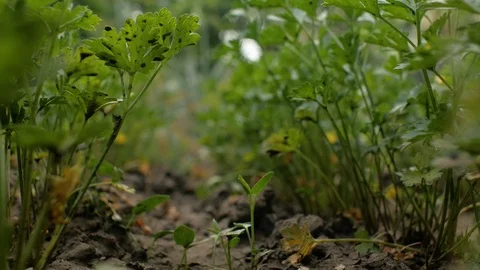 Fresh parsley leaves in garden.Green parsley in the garden swaying in the wind Stock Footage 111408341