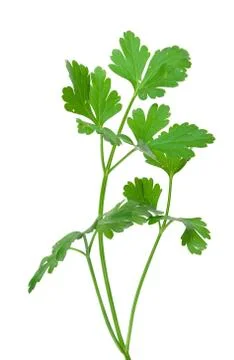 Fresh parsley Stock Photos