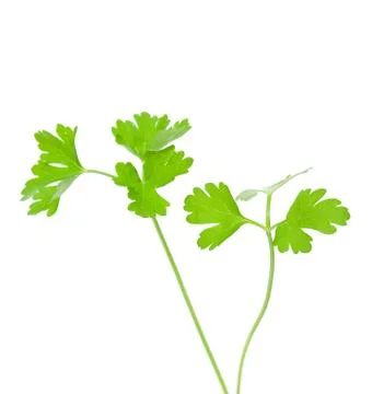 Fresh parsley Stock Photos