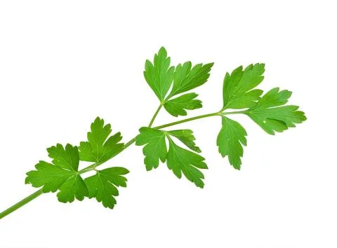 Fresh parsley Stock Photos