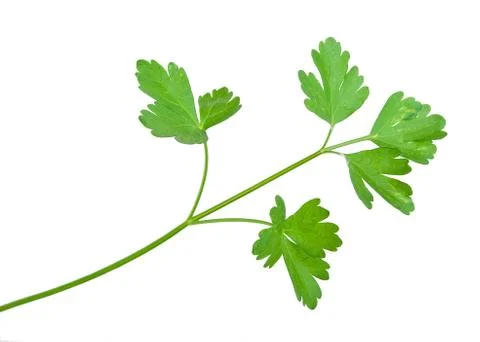 Fresh parsley Stock Photos