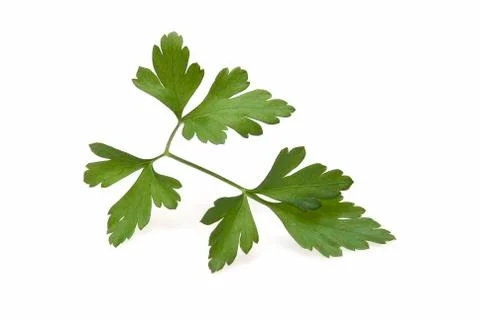 Fresh parsley. Stock Photos