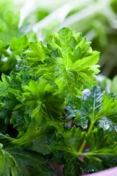 Fresh parsley Stock Photos