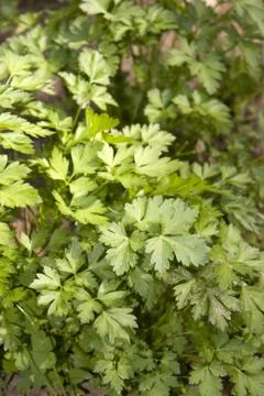 Fresh Parsley Stock Photos