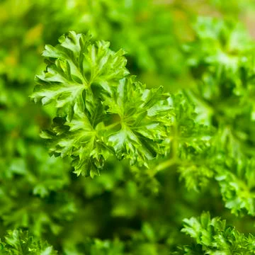 Fresh parsley Foto stock