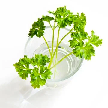 Fresh parsley Stock Photos