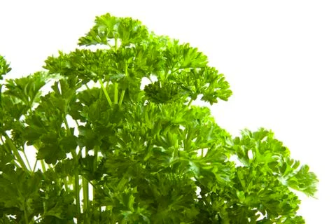 Fresh parsley Stock Photos