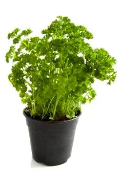 Fresh parsley Stock Photos