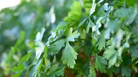 Fresh parsley in a pot Stock Footage 322050811