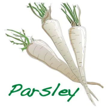 Fresh parsley with root vector Stock Illustration