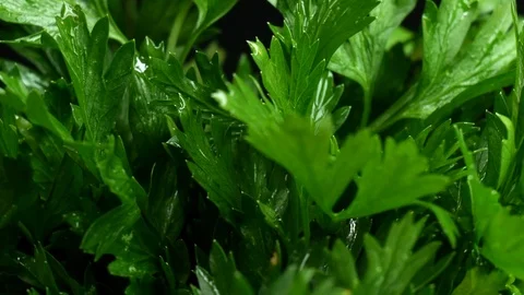 Fresh Parsley - rotating motion Stock Footage 94762014