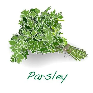 Fresh parsley vector Illustrazione stock
