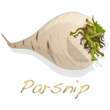 Fresh parsnip roots Stock Illustration
