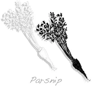 Fresh parsnip roots Stock Illustration